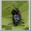 Agelastica alni - Blattkaefer 02.jpg